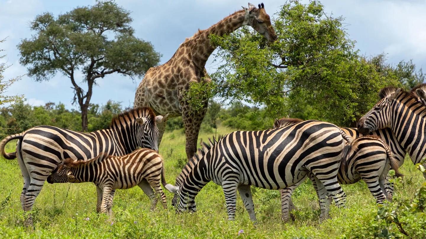 Giraffe and zebras, Akagera National Park
