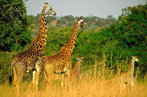 Giraffes in the tall grass, Akagera