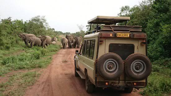 Safari vehicle passing an elephant herd, Akagera