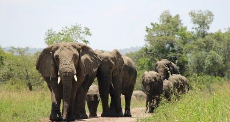 Elephant herd on the road, Akagera