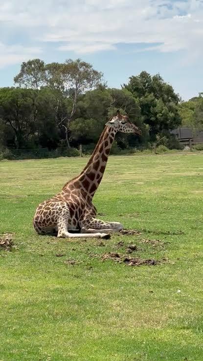 Giraffe resting on the plains, Akagera