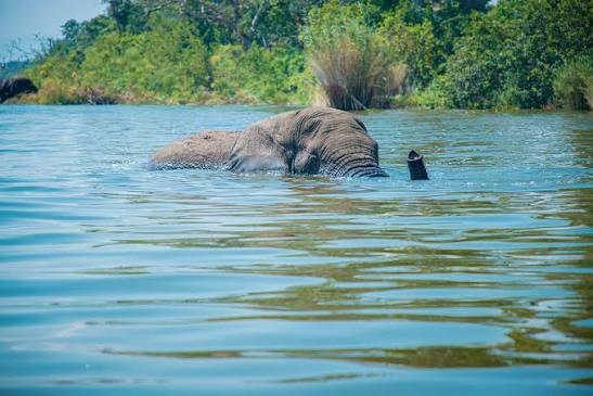 Elephant crossing the water, Akagera