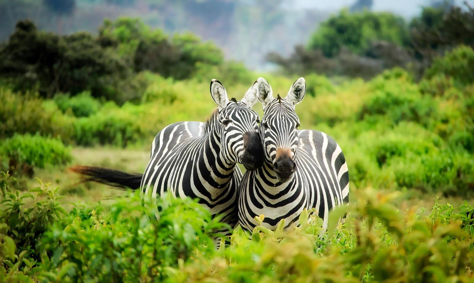 Zebras in green savannah, Akagera