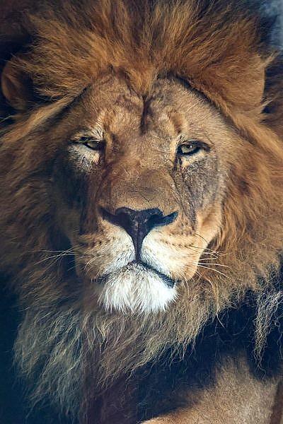 Lion portrait, Akagera National Park