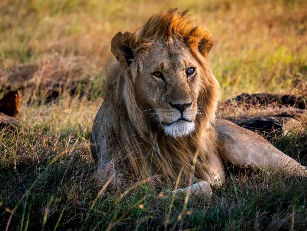 Lion in the Maasai Mara