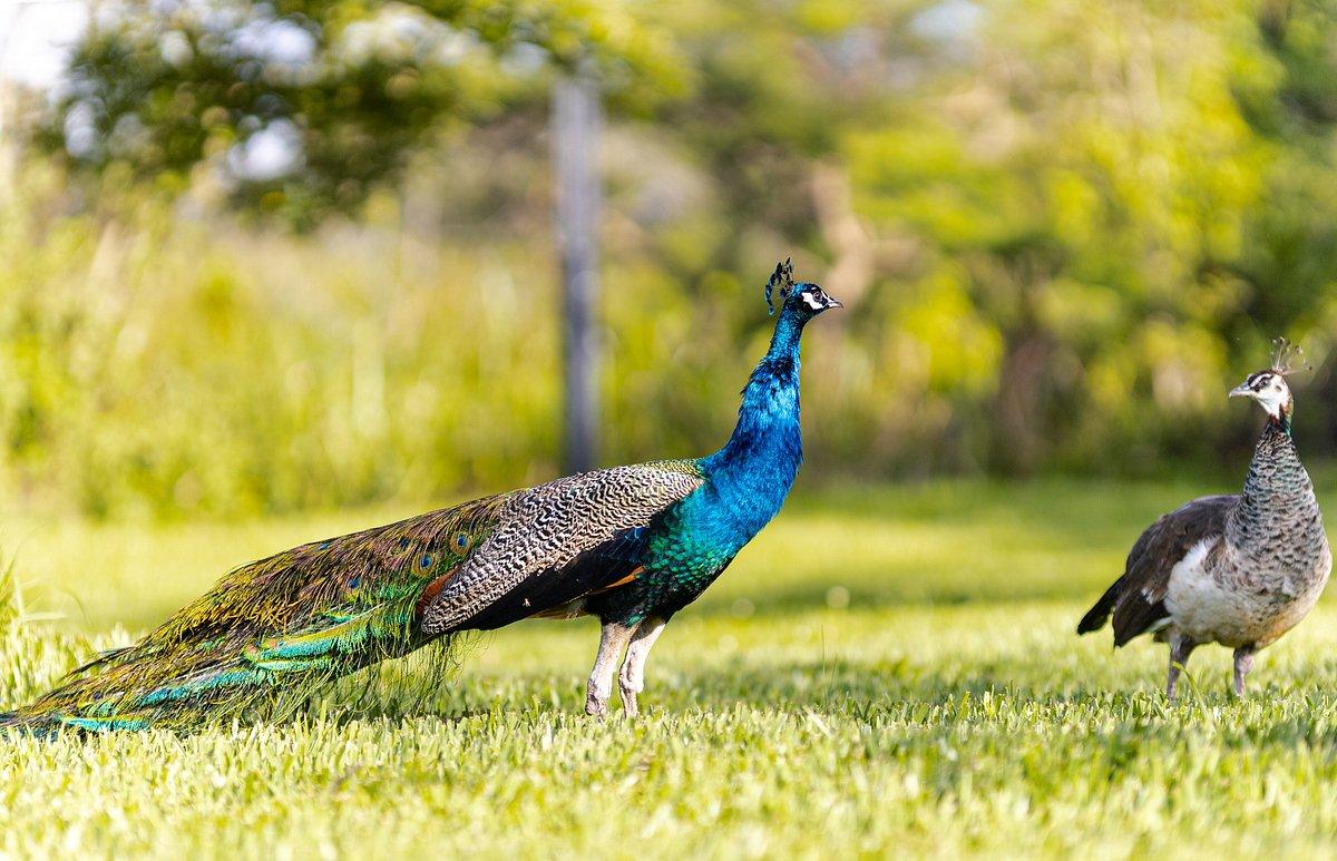 Peafowl at Nyandungu Eco-Park, Kigali