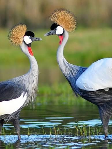 Grey crowned cranes, Rwanda's national bird