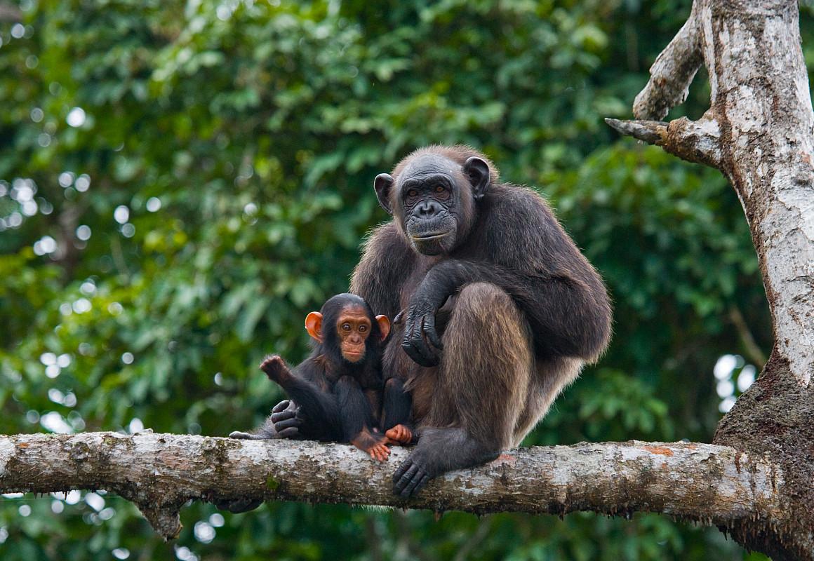 Chimpanzee and infant, Nyungwe Forest