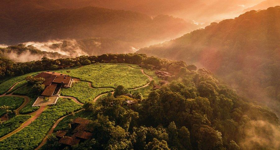 Tea fields and forest at sunrise, Nyungwe