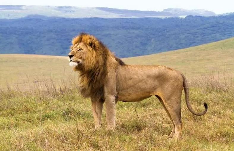 Lion on the plains, Tanzania