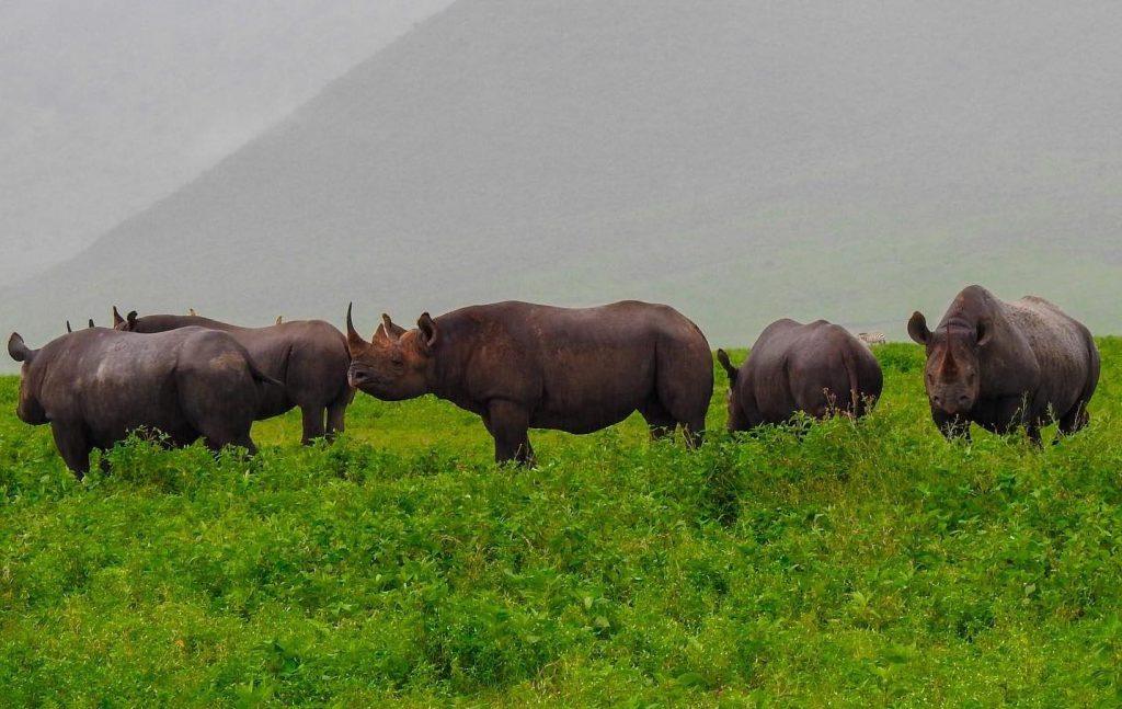 Black rhinos, Ngorongoro Crater