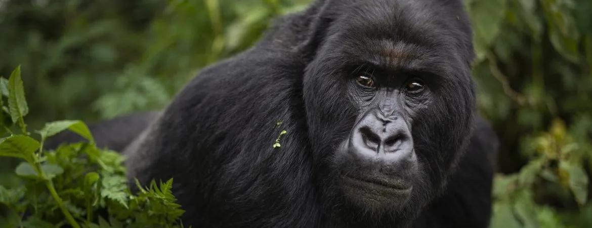 Mountain gorilla portrait, Uganda