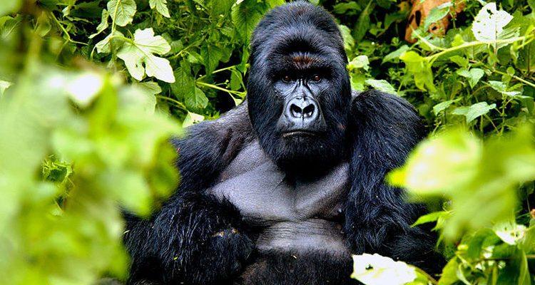 Silverback in the undergrowth, Bwindi