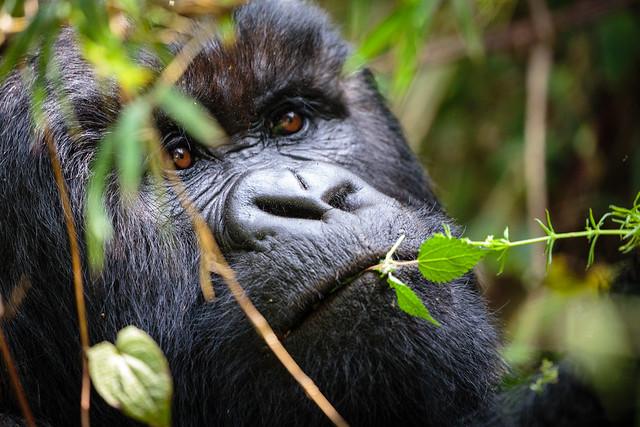 Mountain gorilla feeding, Uganda
