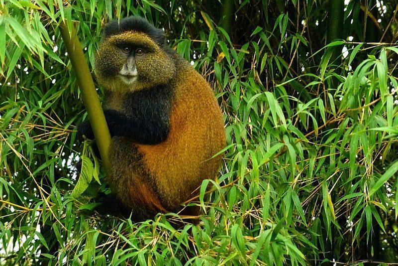 Golden monkey in the bamboo, Volcanoes National Park
