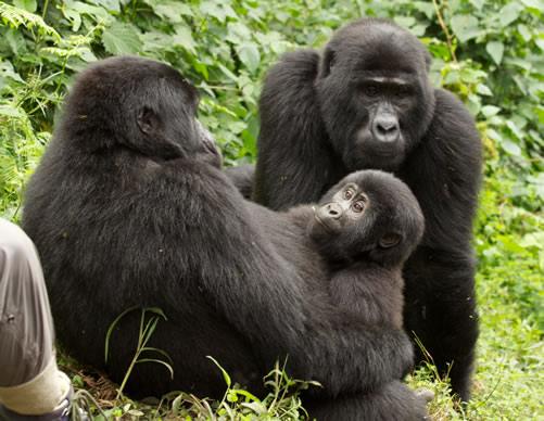 Mountain gorilla family, Volcanoes National Park