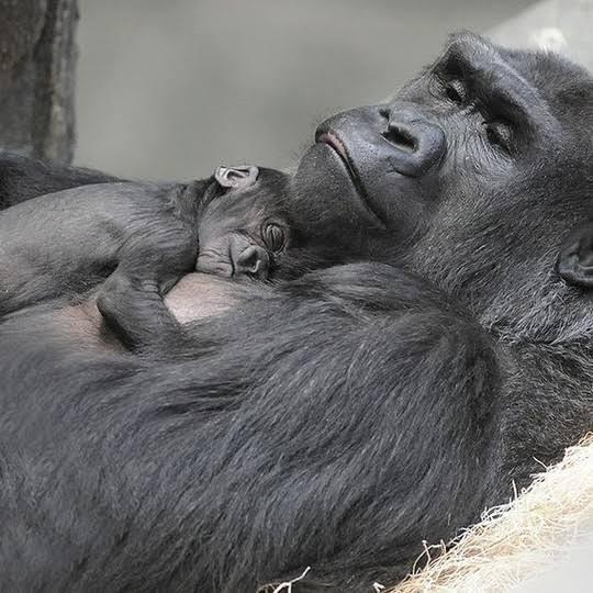 Mountain gorilla mother and baby