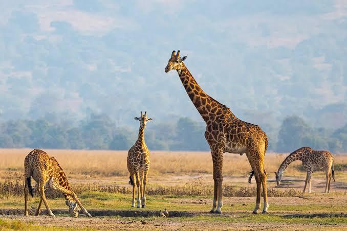 Giraffes on open grassland