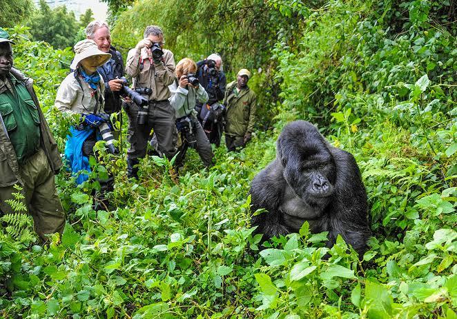 Trekkers photographing a silverback, Volcanoes National Park